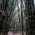Tanaman Ini Berserakan di RI-Bisa Jadi Kuda Hitam, RI Jangan Telat!