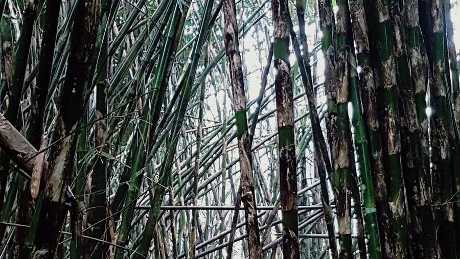 Hutan bambu di Indonesia. (Dok. Pixabay)
