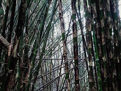 Tanaman Ini Berserakan di RI-Bisa Jadi Kuda Hitam, RI Jangan Telat!