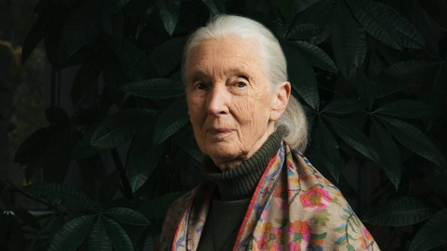 Jane Goodall. (Facebook/Jane Goodall)