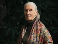 Jane Goodall Meninggal, Ini Warisan Abadi Sang Legenda Dunia Primata