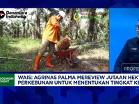 Video: Olah Sawit Negara, Agrinas Palma Butuh Duit Triliunan Danantara