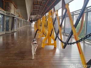 Langkah Transjakarta Usai Skywalk Kebayoran Lama Banyak Kotoran Kucing