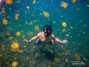 Sombori, Surganya Wisata Berenang Bareng Ubur-ubur di RI