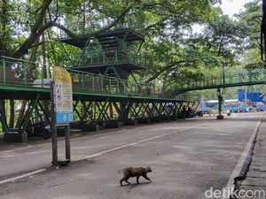 Mau Ditata, Hutan Kota Babakan Siliwangi Bandung Ditutup 90 Hari