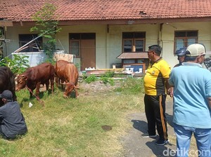 Polisi Grebek Rumah Penyimpanan Sapi Curian di Probolinggo, 6 Ekor Diamankan