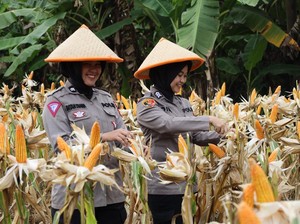 Polda Banten Serap 2.684 Ton Jagung Hingga Kuartal III