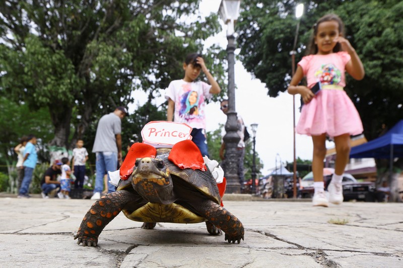 Seorang anak memegang Morrocoye, kura-kura darat asli Amerika Selatan, sebelum perlombaan kura-kura yang diadakan untuk merayakan hari raya Santo Fransiskus dari Assisi, santo pelindung hewan, di kota San Francisco de Asis, Venezuela, 3 Oktober 2025. (REUTERS/Juan Carlos Hernandez)