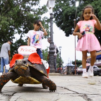 Warga Rayakan Balapan Kura-Kura yang 'Ngebut' di Hari Santo