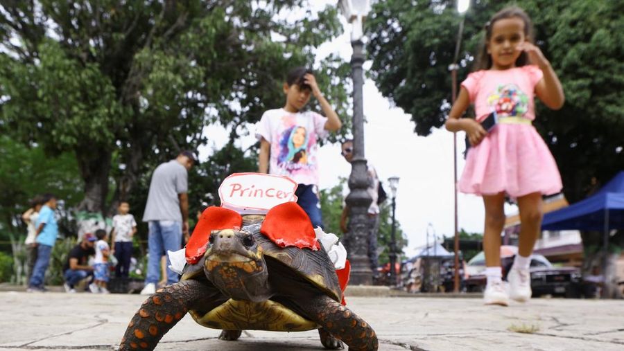 Seorang anak memegang Morrocoye, kura-kura darat asli Amerika Selatan, sebelum perlombaan kura-kura yang diadakan untuk merayakan hari raya Santo Fransiskus dari Assisi, santo pelindung hewan, di kota San Francisco de Asis, Venezuela, 3 Oktober 2025. (REUTERS/Juan Carlos Hernandez)