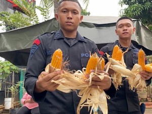 Brimob Kerja Bakti dan Panen Jagung Bareng Warga Dukung Ketahanan Pangan