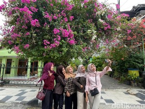 FOMO Bunga Bougenville, Anak Muda Lamongan Ramai-ramai Hunting Foto Estetik