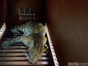 Drama Kaburnya Macan Tutul hingga Terpojok di Hotel