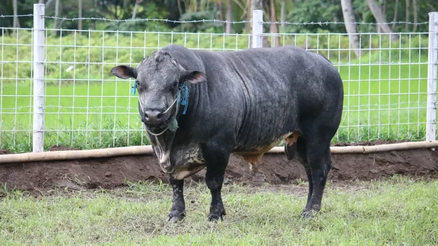 Sapi Gama (Gagah dan Macho) yang dikembangkan oleh Fakultas Peternakan Universitas Gadjah Mada beserta PT Widodo Makmur Perkasa Tbk (WMPP) resmi ditetapkan sebagai rumpun sapi pedaging baru (Galur) di Indonesia oleh Kementerian Pertanian. (Dok. ugm)