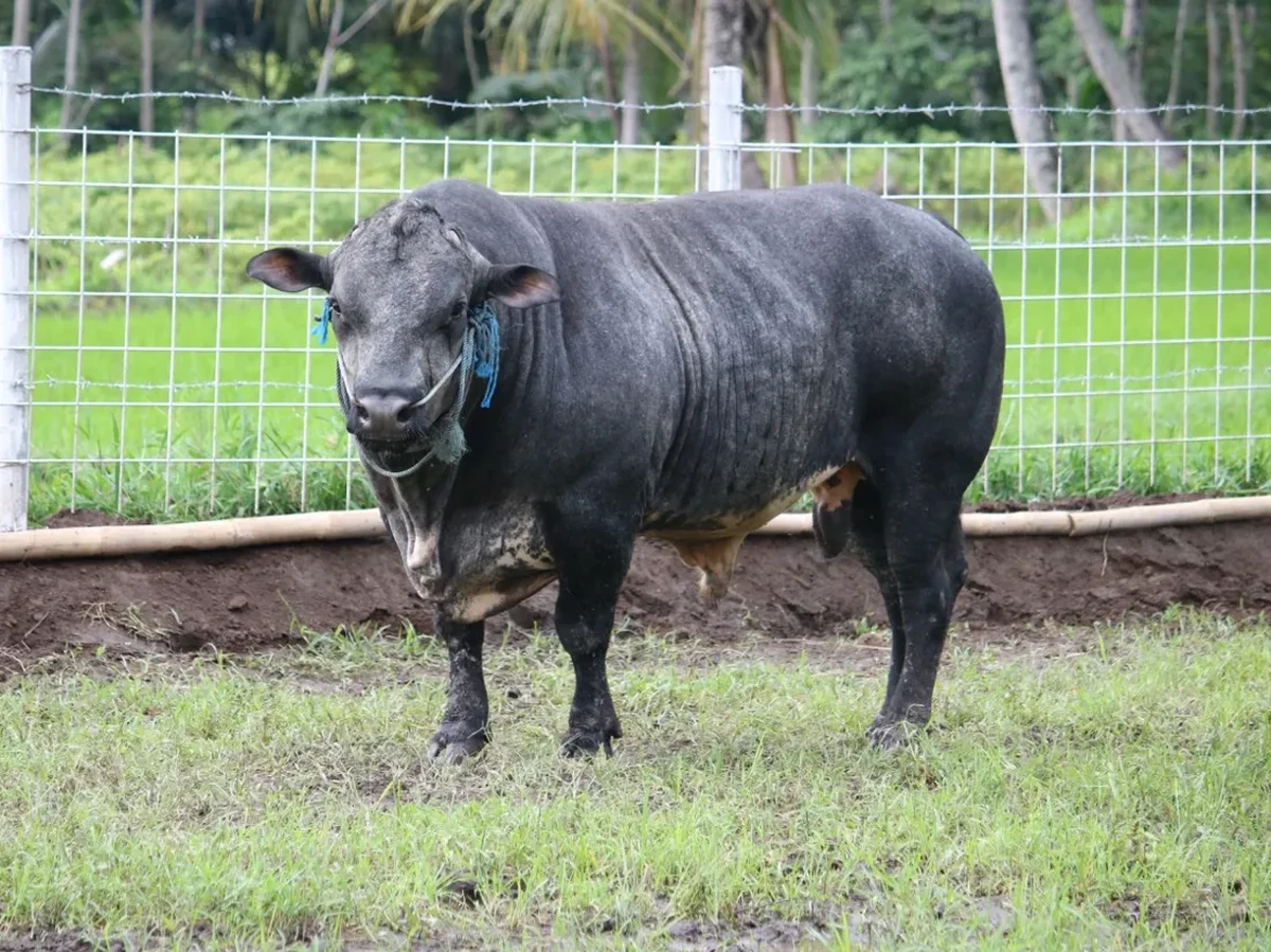 Sapi Gama: Solusi Baru Sapi Pedaging Adaptif dan Berotot Ganda di Indonesia