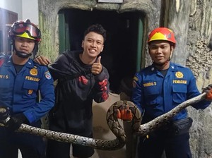 Hii... Ular Sanca 2,5 Meter Muncul di Rumah Warga Depok Tengah Malam