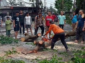 Pohon Tumbang Akibat Hujan Deras di Limo Depok, Lalin Macet