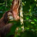 Orang Utan Mulai Makan Daging Mentah, Tak Lagi Herbivora?