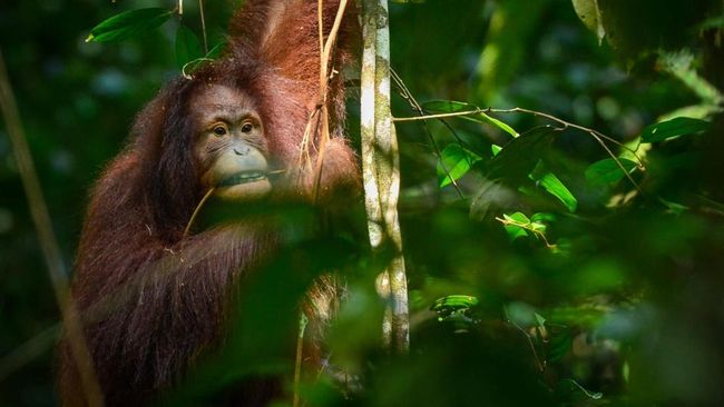 Orang Utan Mulai Makan Daging Mentah, Tak Lagi Herbivora?