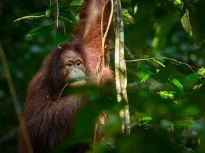 Ditemukan Saat Bayi, Popi Si Orang Utan Kini Hidup di Alam Bebas