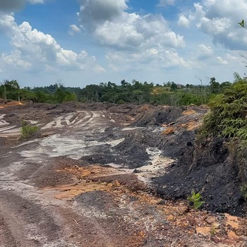 Batu Bara dan Pasir Putih di IKN Ditambang Ilegal, Hutan Jadi Botak