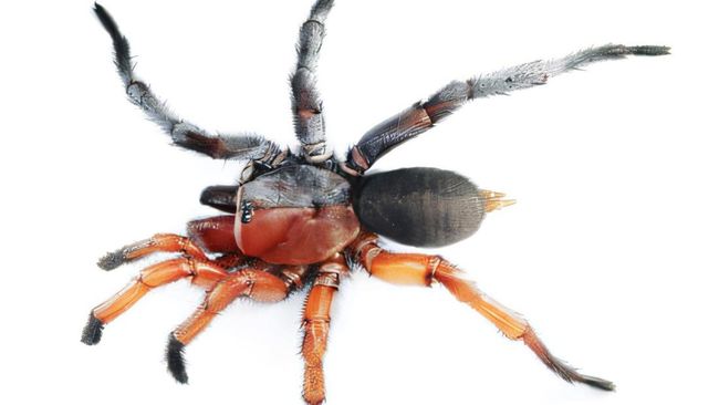 Mirip, Tokoh One Piece Ini Dijadikan Nama Spesies Baru Laba-laba