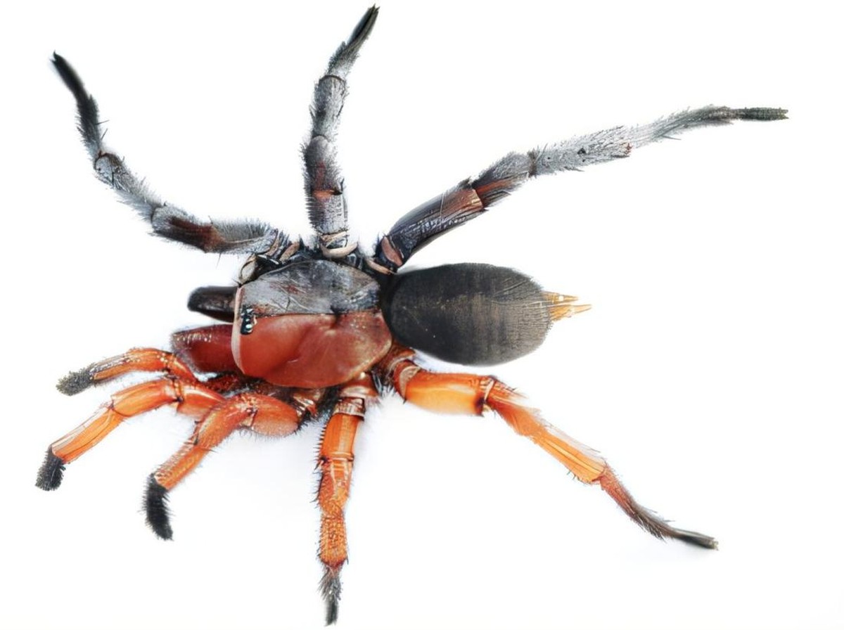 Penemuan Spesies Laba-laba Setengah Jantan Setengah Betina di Thailand