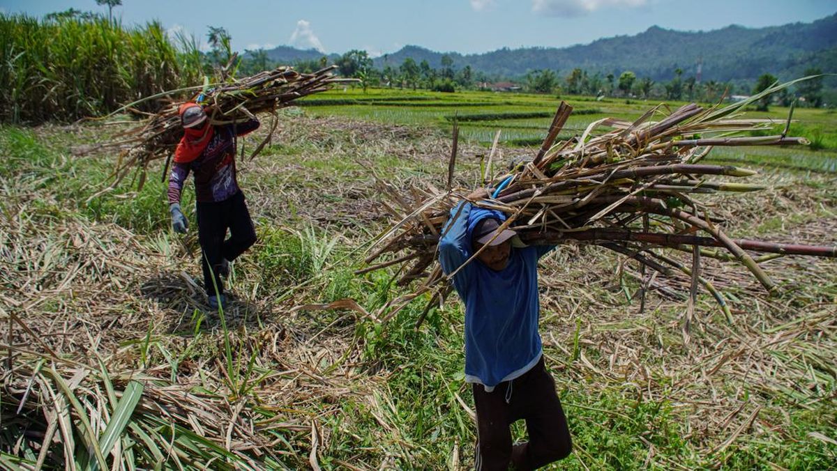 Garap Etanol, Pemerintah Mau Buka Lahan Tebu, Singkong, Jagung 2 Juta Ha