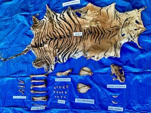Penjual Kulit Harimau di Aceh Ditangkap Polisi