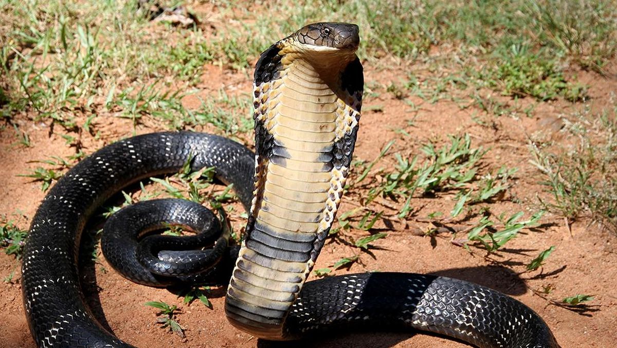 King Cobra 2,5 Meter Dievakuasi dari Belakang Rumah Warga Mambang Tabanan