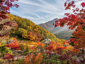 5 Hutan Ngetop di Korea yang Wajib Dikunjungi saat Musim Gugur