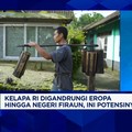 Video: Kelapa RI Jadi Rebutan Warga Lokal-Bule, Tapi Masih Ada Masalah