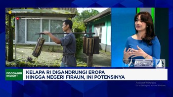 Video: Kelapa RI Jadi Rebutan Warga Lokal-Bule, Tapi Masih Ada Masalah