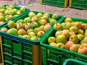 Harum dan Manis, Mangga Gedong Gincu Indramayu Resmi Kantongi Sertifikat IG