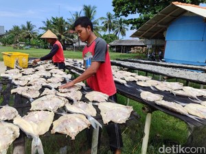 Persiapan Juragan Ikan Jambal di Pangandaran Hadapi Liburan Akhir Tahun