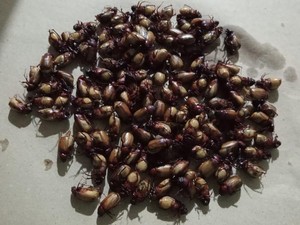 Kuliner Ekstrem Putul Gunungkidul Ternyata Bergizi, Ini Penjelasan Lengkapnya
