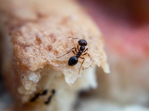6 Cara Mengusir Semut dengan Ampuh dan Mudah Dilakukan, Pakai Bahan Alami!