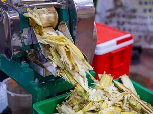 China Olah Tebu Jadi Minuman Fermentasi hingga Alat Makan