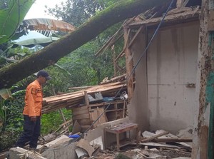 Pohon Tumbang di Cigudeg Bogor Timpa 1 Rumah, Penghuni Mengungsi