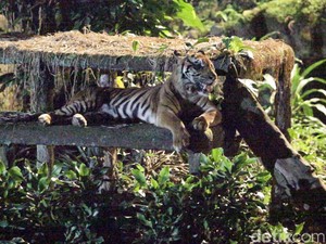 Video: Wisata Malam Ragunan Resmi Dibuka, Ini Satwa yang Bisa Dilihat