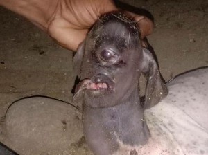 Heboh Anak Kambing Bermata Satu Bikin Warga di Polman Takut