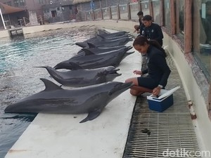 Video Marine Safari Bali: Tempat Healing Sekaligus Belajar