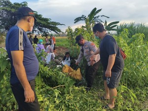 Mayat Perempuan Tanpa Baju Ditemukan di Irigasi Sawah Sidoarjo