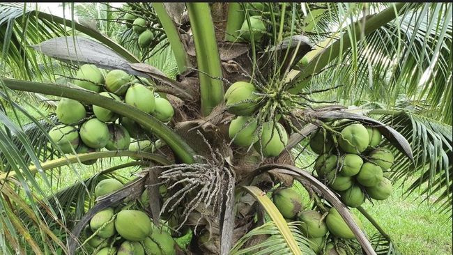 Kelapa RI Diburu Dunia, Mentan Amran Lakukan Ini Biar Cuan Rp 2.400 T