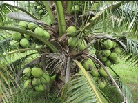 Kelapa RI Diburu Dunia, Mentan Amran Lakukan Ini Biar Cuan Rp 2.400 T