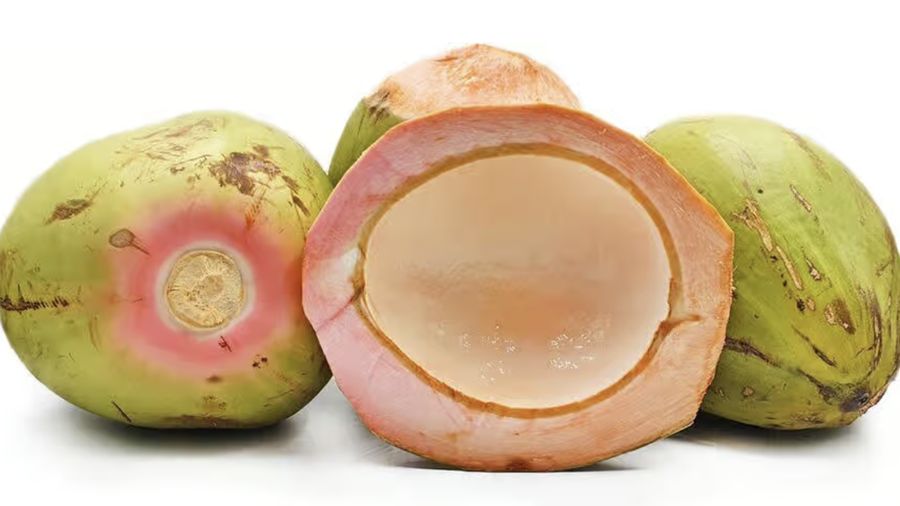 Kelapa Wulung. (Istimewa)