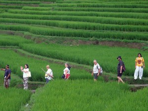Kenali Desa Jatiluwih, Sawah Terasering Penuh Pesona dan Diakui UNESCO