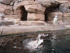 Mengintip Uniknya Penguin yang Hidup Tanpa Cuaca Dingin