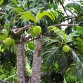 Buah Sakti Antipetaka Incaran Eropa, Viral Dimakan Mentah Tiru Leluhur