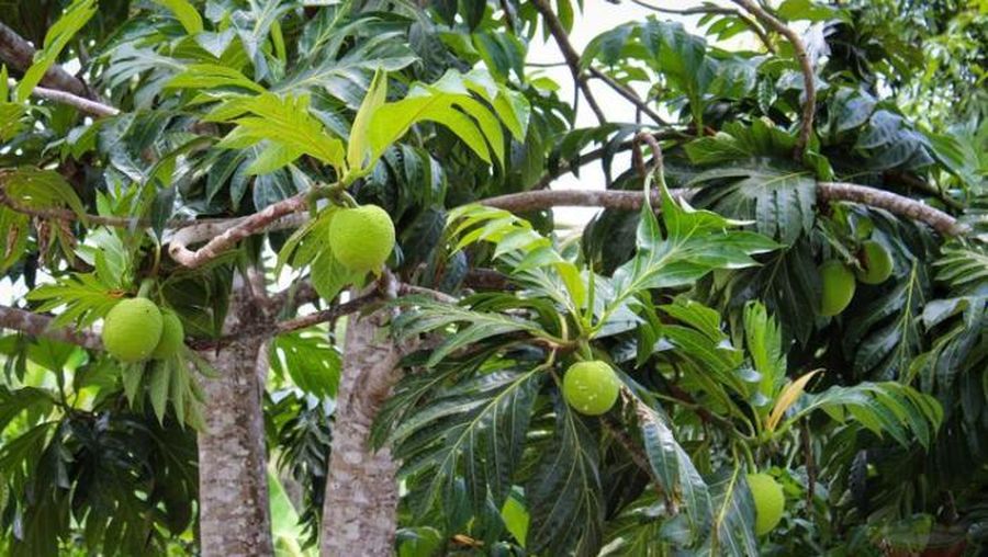 Pohon buah sukun. (Dok. dlhk.mamujukab)